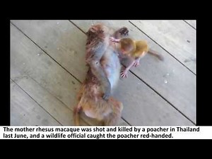 Baby Monkey Won't Let Go Of Mother Killed By Hunters