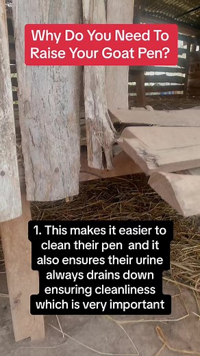 8.3K views · 105 reactions | Do you know raising your goat pens is the best way to build it? Here are some reasons why you need to always raise your pen #farming #goatfarming #agriculture #farminginafrica #farminggoals #farmingsuccess #ghanatiktok #semanhyiafarms #fyp | Farming In Africa | Facebook