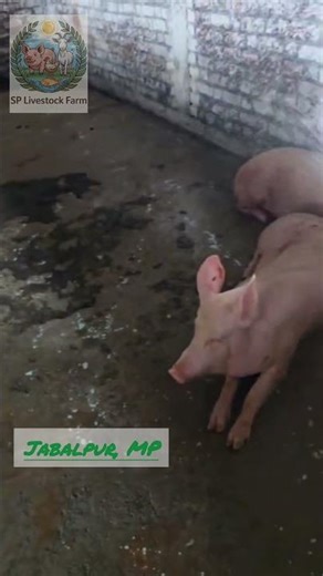 How We Clean Our Pig Farm Daily 🐖 | Pig Farming India | #pigfarming #pig #pigfarmingforbeginners