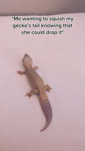 Leopard Gecko's Tail Care Guide: Important Tips