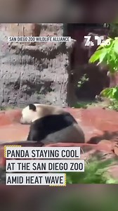 326K views · 4.5K reactions | WATCH: Panda at San Diego Zoo stays cool in the heat wave | NBC 7 San Diego | Facebook