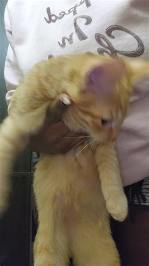 He just accepted his fate lol 😆 #labubu #catsoftiktok