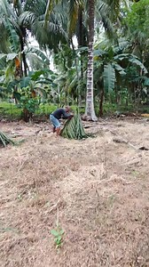 After planting cacao under coconut, proper coconut frond (leaf) management is very important so the young cacao will not be stressed by too much sun or too much shade. Coconut frond management after planting cacao 1. First 0–3 months ✅ Do NOT cut coconut fronds yet Let the fronds give natural shade Young cacao needs 50–70% shade Too much sun can cause leaf burn and slow growth 2. 3–6 months after planting ✂️ You may start light pruning Remove only: Very old, dry, or broken fronds Fronds touching