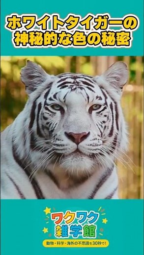 【動物雑学】ホワイトタイガーの神秘！白いトラは強さの象徴？ 【ワクワク雑学館】 #雑学 #特有種 #動物