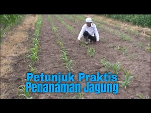 Practical Instructions for Growing Corn (Agricultural Tutorial)