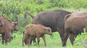415K views · 3.5K reactions | Buffalo moms and their young calves #reels #trend #video #life #Amazing #travel #viral #trending #wildlife #nature | African Bush Kingdom | Facebook