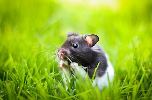 Black And White Hamster Names - 160  Name Ideas For Your Cute Hamster