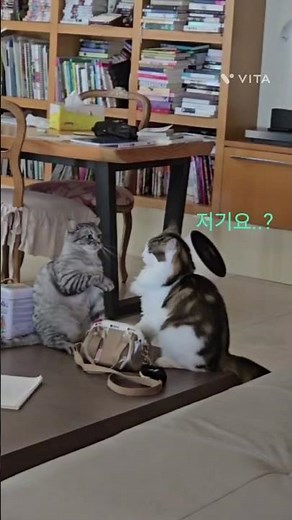 굿바이 키미노 (두 고양이) #고양이 #웃긴영상