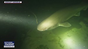 Looking for sixgill sharks in Des Moines, WA