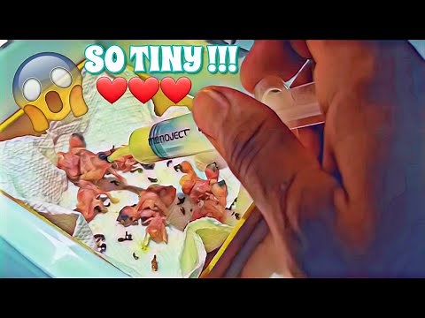 How to hand feed baby birds