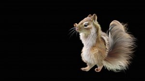 Chipmunk Dancing 3d Rendering Animal Realistic Stock Footage Video (100% Royalty-free) 1073817881 | Shutterstock