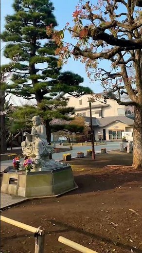 目黒の穴場、祐天寺の桜。静寂と花の没入体験で心を整える。 Yutenji Temple Sakura: Immersive Hidden Sanctuary.