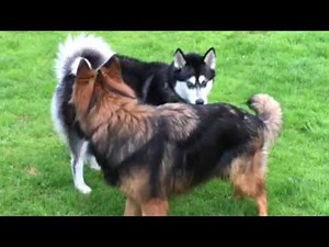 Dogs establishing rank and dominance, posturing behaviour to avoid conflict