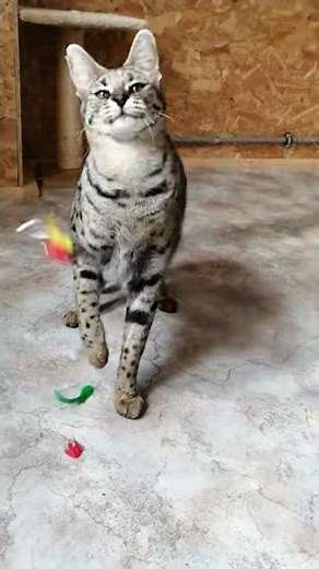 F1 SAVANNAH girl REINA having fun 😁😻😻😻 Sunday Savannah mood 😝 Amazing Big Cat 🐯🐯🐯 play and fun 🐯