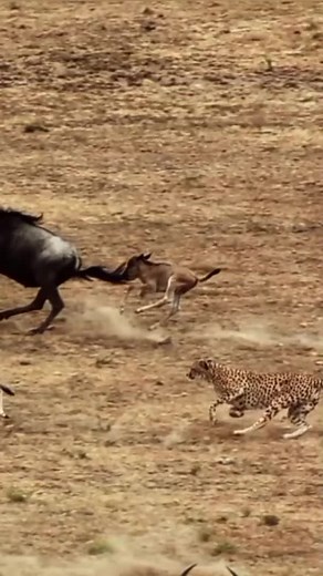 Cheetah Chase baby wild beast | Tree Cutting Machine