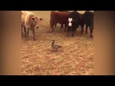 Courageous goose doesn't back down from group of charging cows