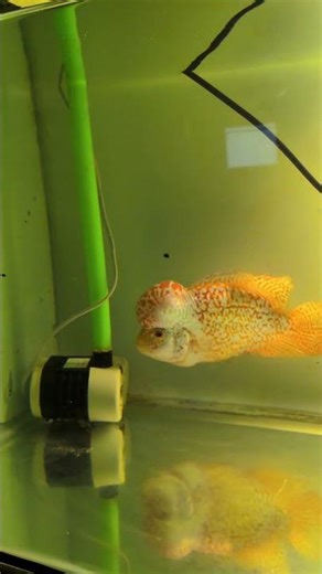 😱😱FLOWERHORN😱😱 #kamfa #flowerhorn #aquariumhobby #growth #funny #new #viralshorts #instagram #reels