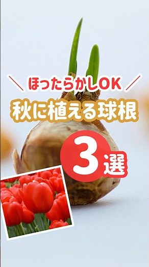 ほったらかしでOK！🌱秋に植える初心者向け球根3選 #秋植え #球根 #ほったらかし