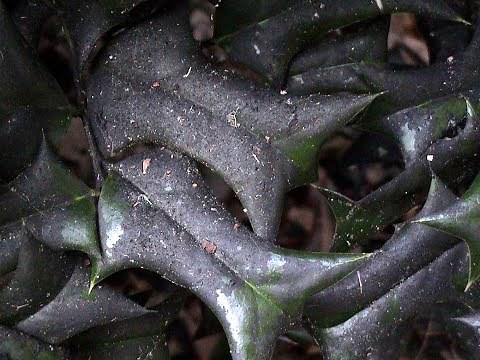 Is Black Sooty Mold a Pest on my Holly Bush?