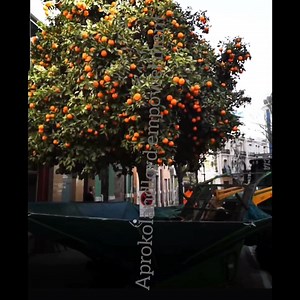 Incredible machine shakes oranges off tree in Spain... we have a.long way to go in naija | Aprokolandlord empowerment
