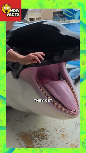 WHY ORCAS REALLY EAT ICE #shorts