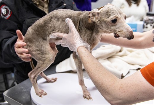 Animal Torture bill heads to governors desk