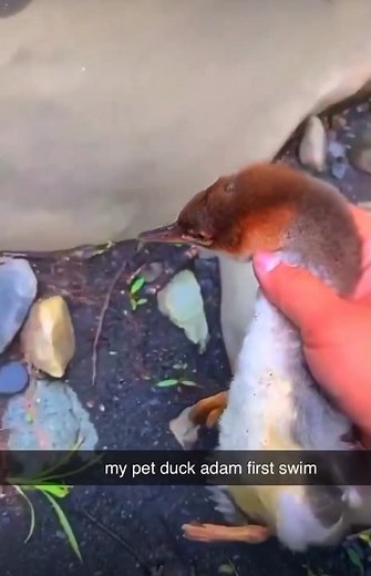 Pet Duck Adam Going For His First Swim #funny