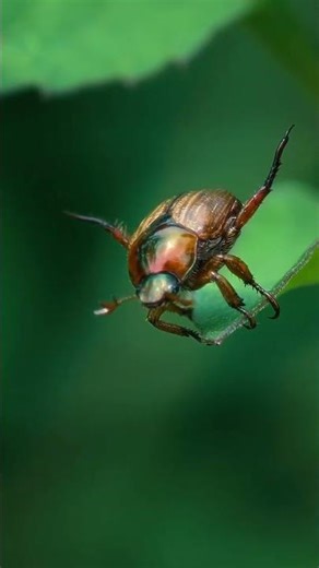 Amazing Insect Moments | Unbelievable Nature Close-Ups