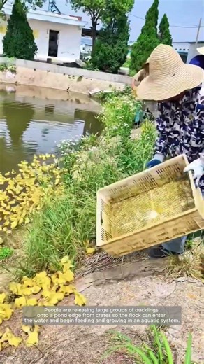 Stocking Ducklings Safely at a Pond Edge