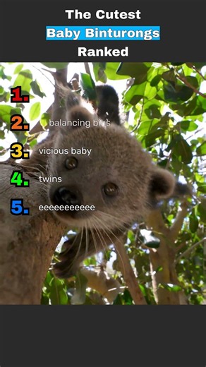 Binturongs Are the Strangest Cute Animal You've Never Heard Of 🐾🍿