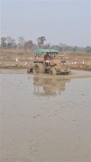 Massey tractor 4x4 50hp 🇧🇶 #viralshorts #shortsfeed #tractor