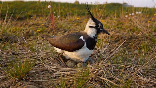 Protective northern lapwing guarding its nest