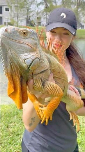 Facts About Iguana #iguana #facts