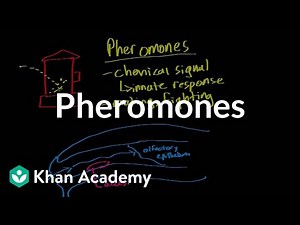 Pheromones | Processing the Environment | MCAT | Khan Academy