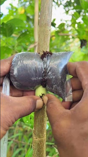 “Legendary air-layering technique.” #bonsai #plants #tree #grafting #craft