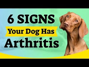 6 Signs Your Dog Has Arthritis | Arthritis In Dogs