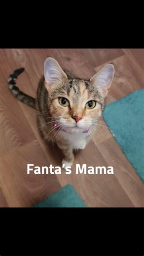 From Tiny Fluffball To Full Orange Cat Energy🧡|WujiKitty