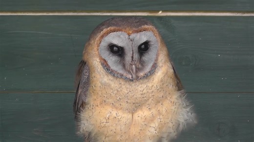 [灰面鸮]不高兴脸发生