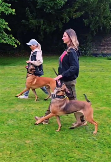 Dog Training Tips for Dutch Herder Siblings