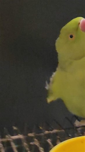 She is so possessive #birds #okis #parrot #comedyshorts #cute #shortvideos #funny #fun