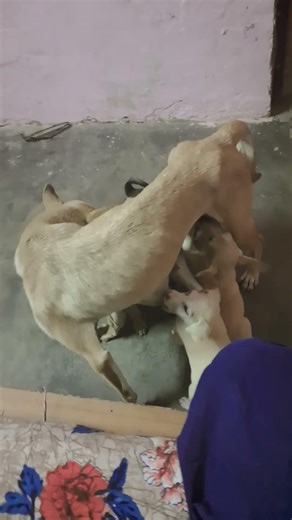 female dog video #subscribe