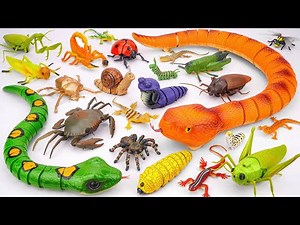 🦎toy asmr🦎 32 Mins ZURU Robo Alive Insect Compilation | Robo Anaconda & Snake & Spider & Worm