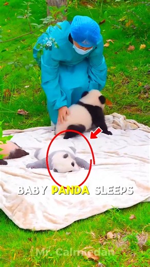 These Playful Baby Pandas Are Too Cute to Handle 🐼💕 #usa #cutepanda