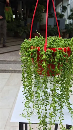 Zire Gülçülük on Instagram: "Curio radicans ( Təsbeh gülü ) -9 AZN 📿🌿🪴📿🌿🪴"