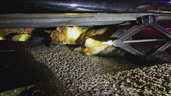 Tucson firefighters rescue dog pinned under car