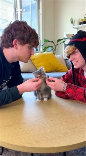 kreekcraft and caylus fighting over a cat #roblox