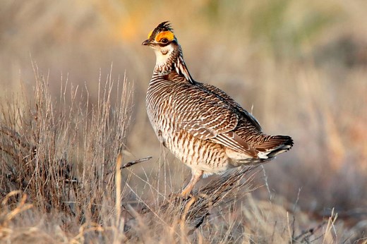 Final decision made on Lesser Prairie Chicken endangered listing