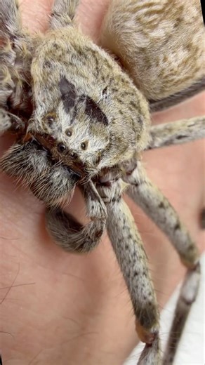 HUNTSMAN Spider prosto z Australii 🤩 #spider #zwierzaki #tarantula #animal #pajak #ptasznik #pets
