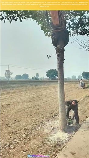 Tronçonne une forêt : l'homme affronte la nature, quelles leçons pour notre avenir ?