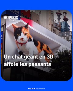😺L’un des plus grands écrans publicitaires de Tokyo montre l’animation d’un chat hyper réaliste qui se lève, se couche et miaule aux piétons près d’une gare du quartier de Shinjuku. L’écran à diode électroluminescente 4K incurvé de 149 mètres carrés offre l’illusion que le félin se trouve réellement dans une boîte blanche incrustée dans un bâtiment. #hespressfr #3d #cat #japan | Hespress Français